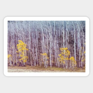 Aspens Late Autumn Sticker